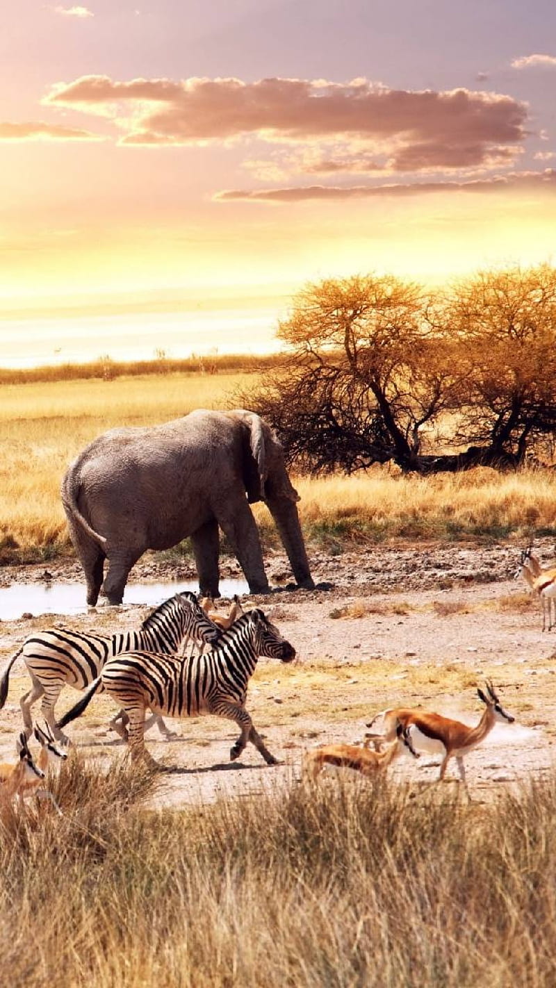 Safari Africa Wallpaper