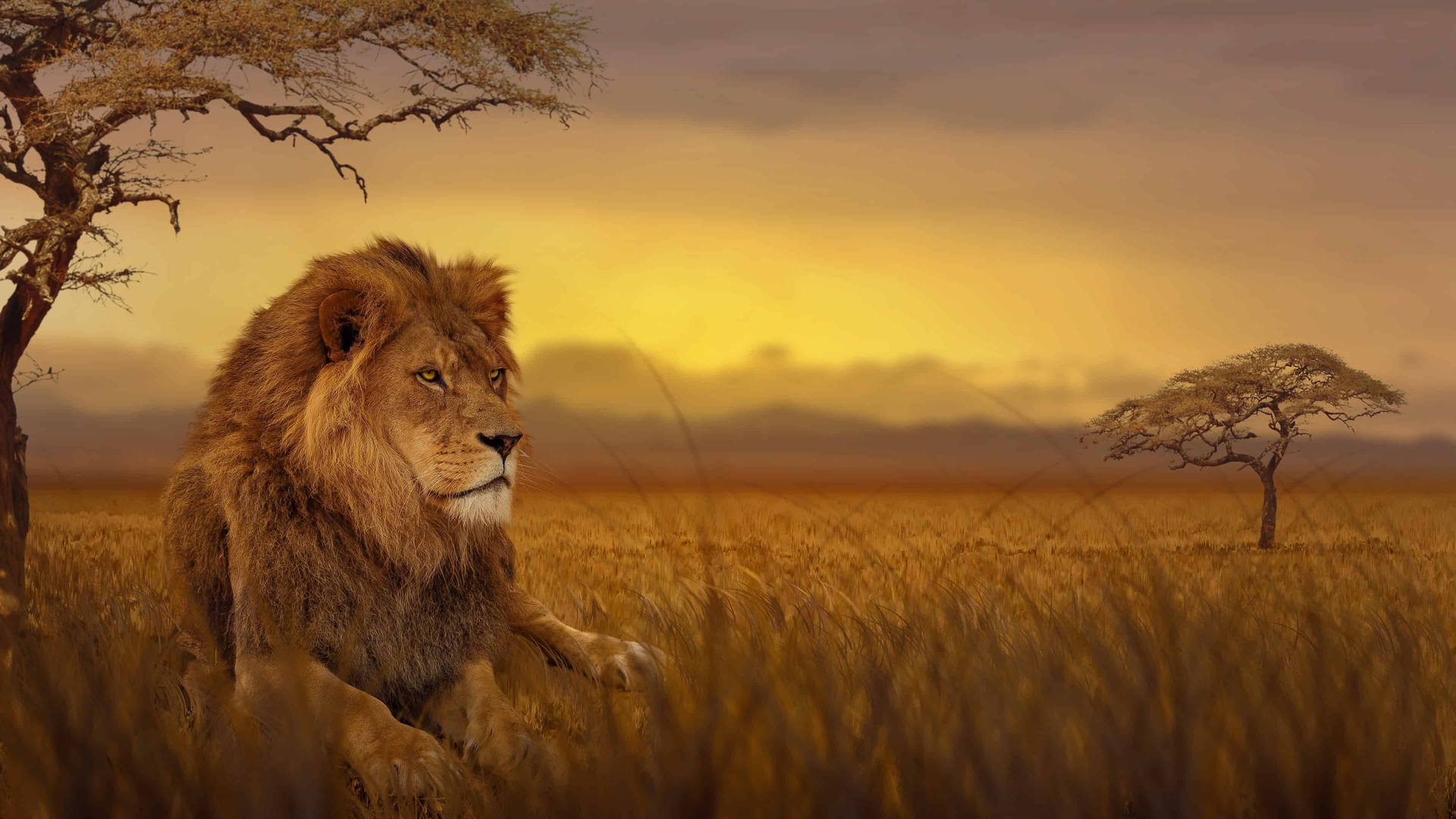 Safari Africa Wallpaper
