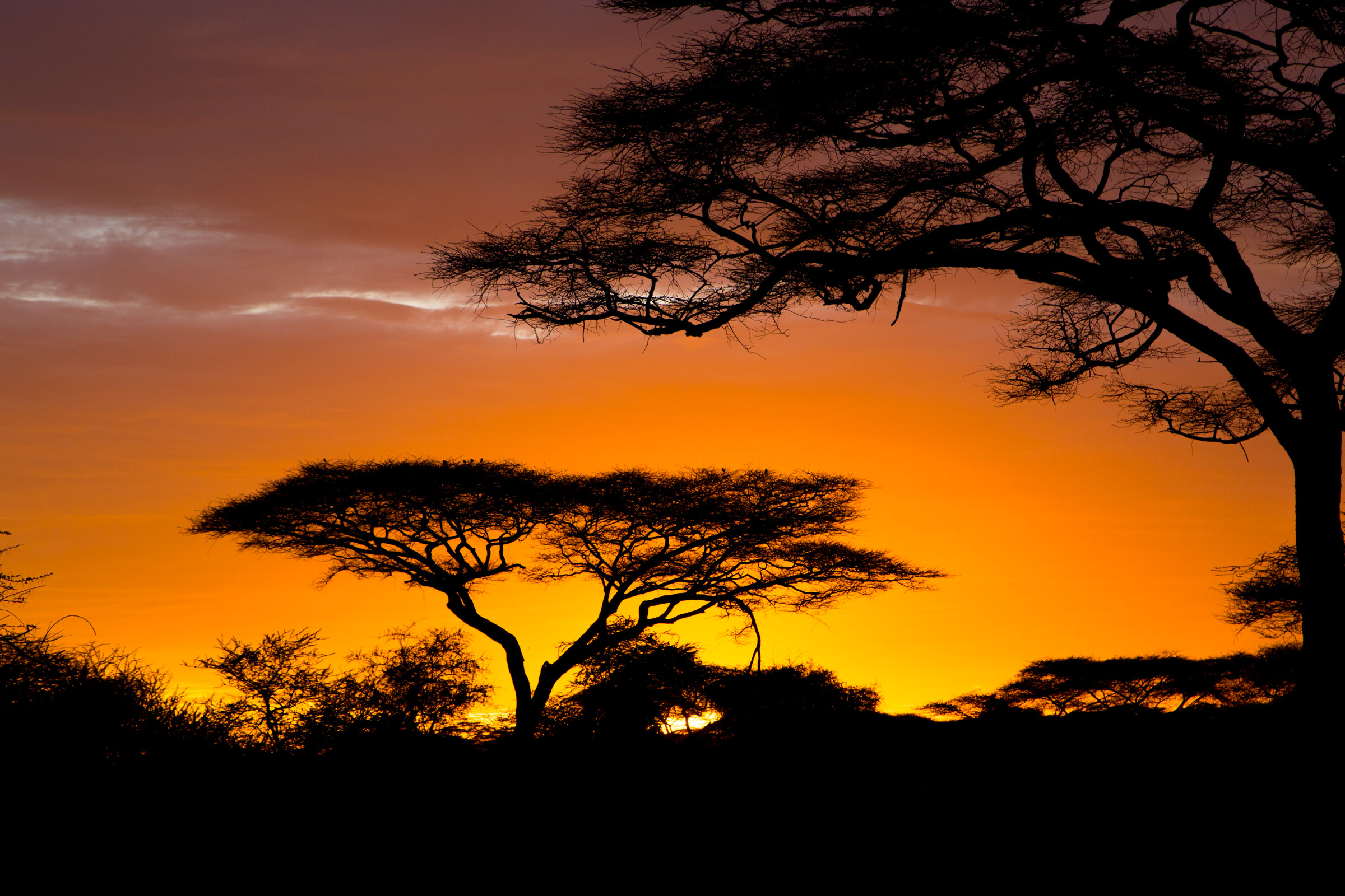 Safari Africa Wallpaper