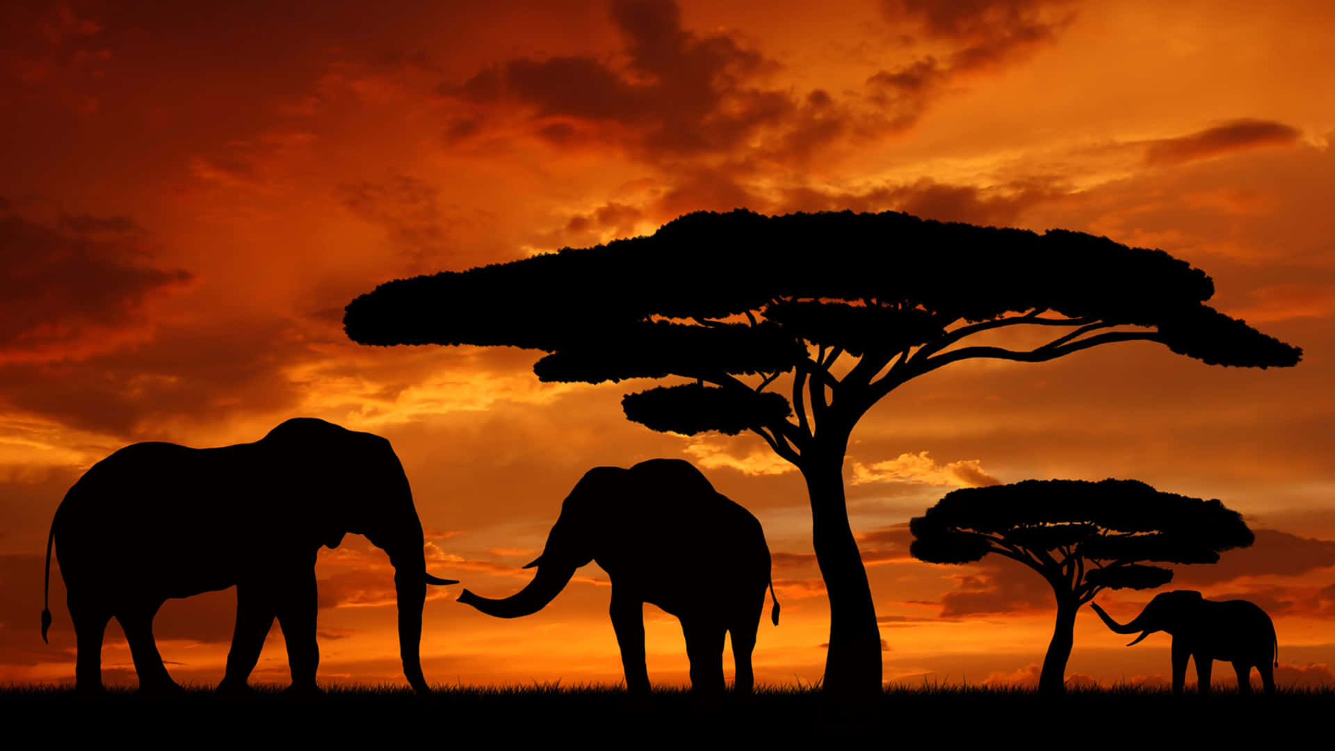 Safari Africa Wallpaper