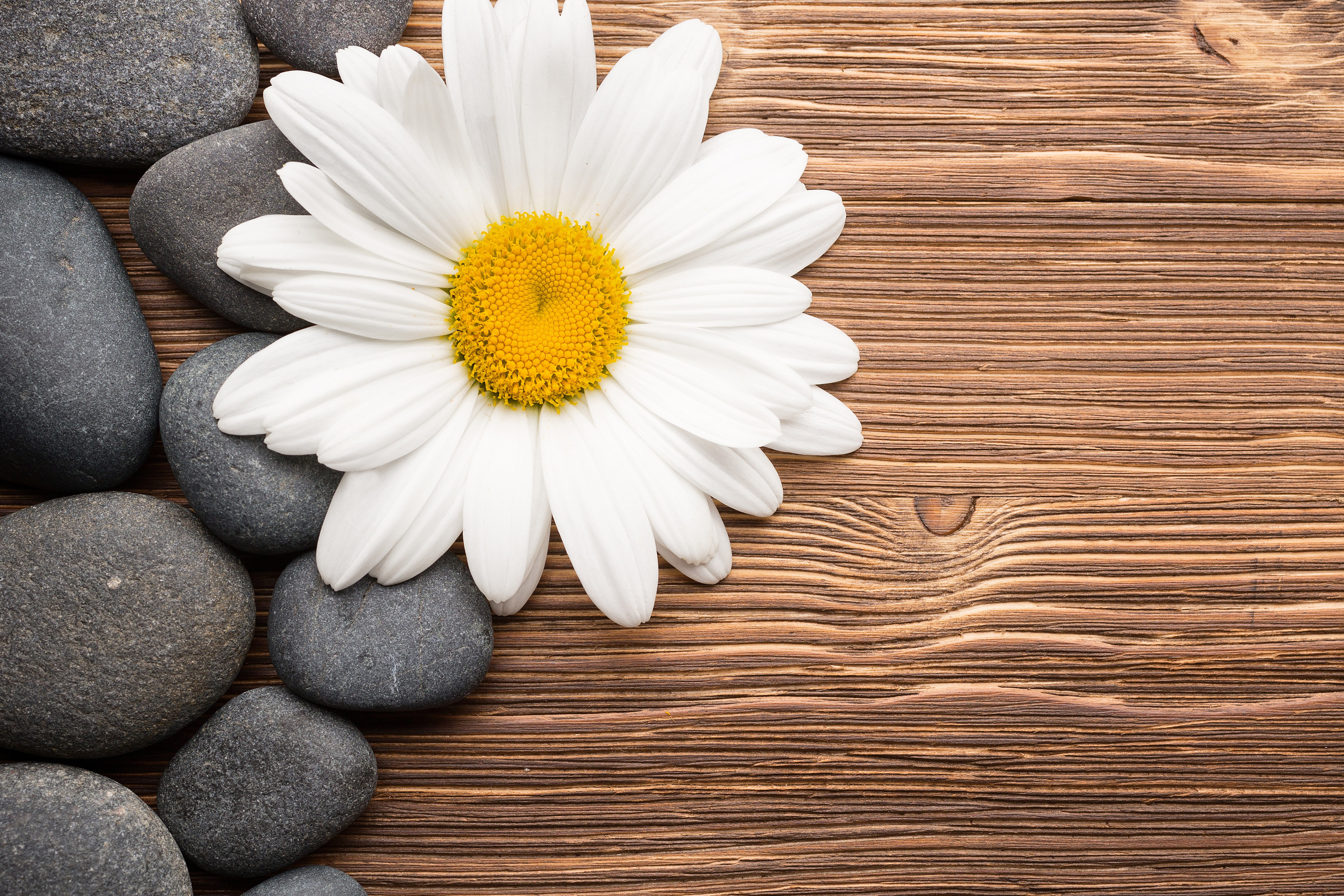 White Flower Wallpaper