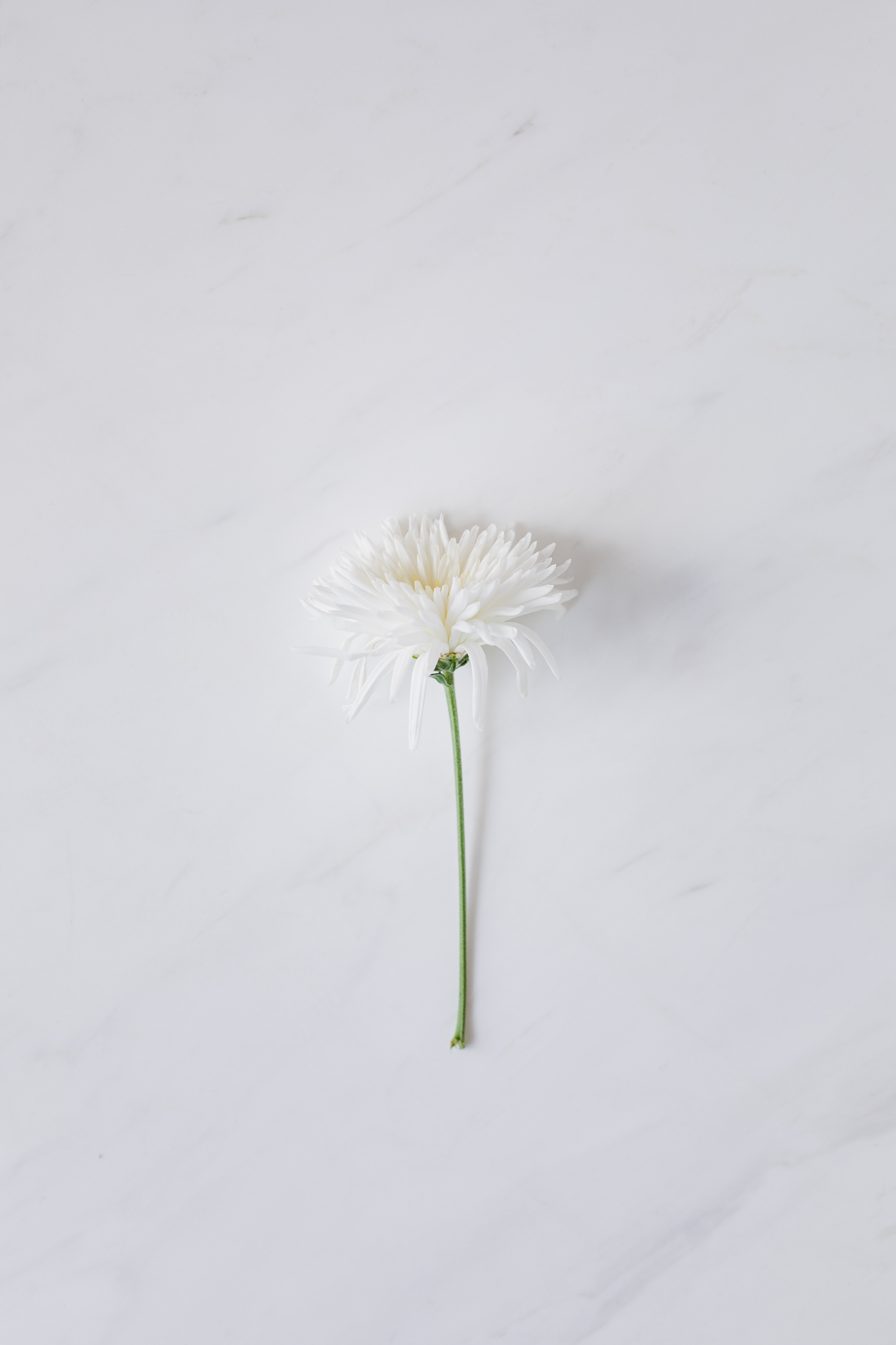 White Flower Wallpaper