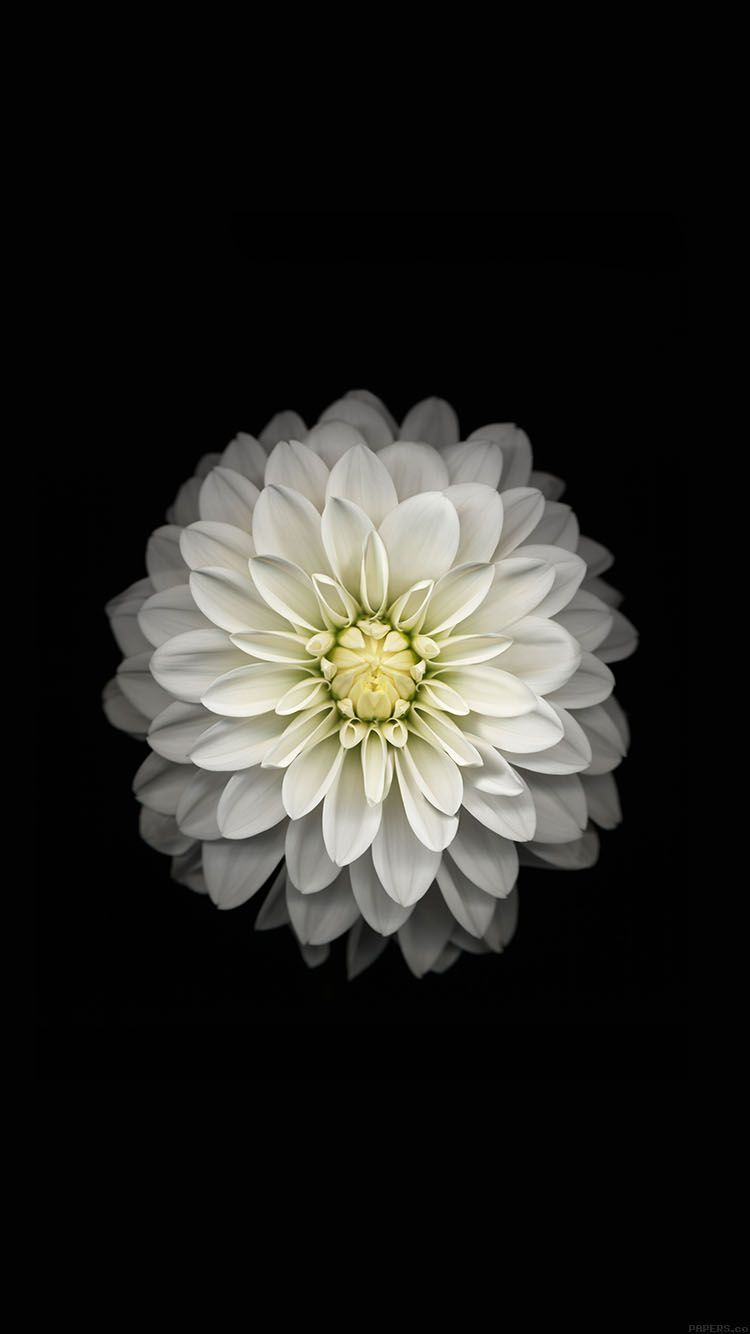 White Flower Wallpaper