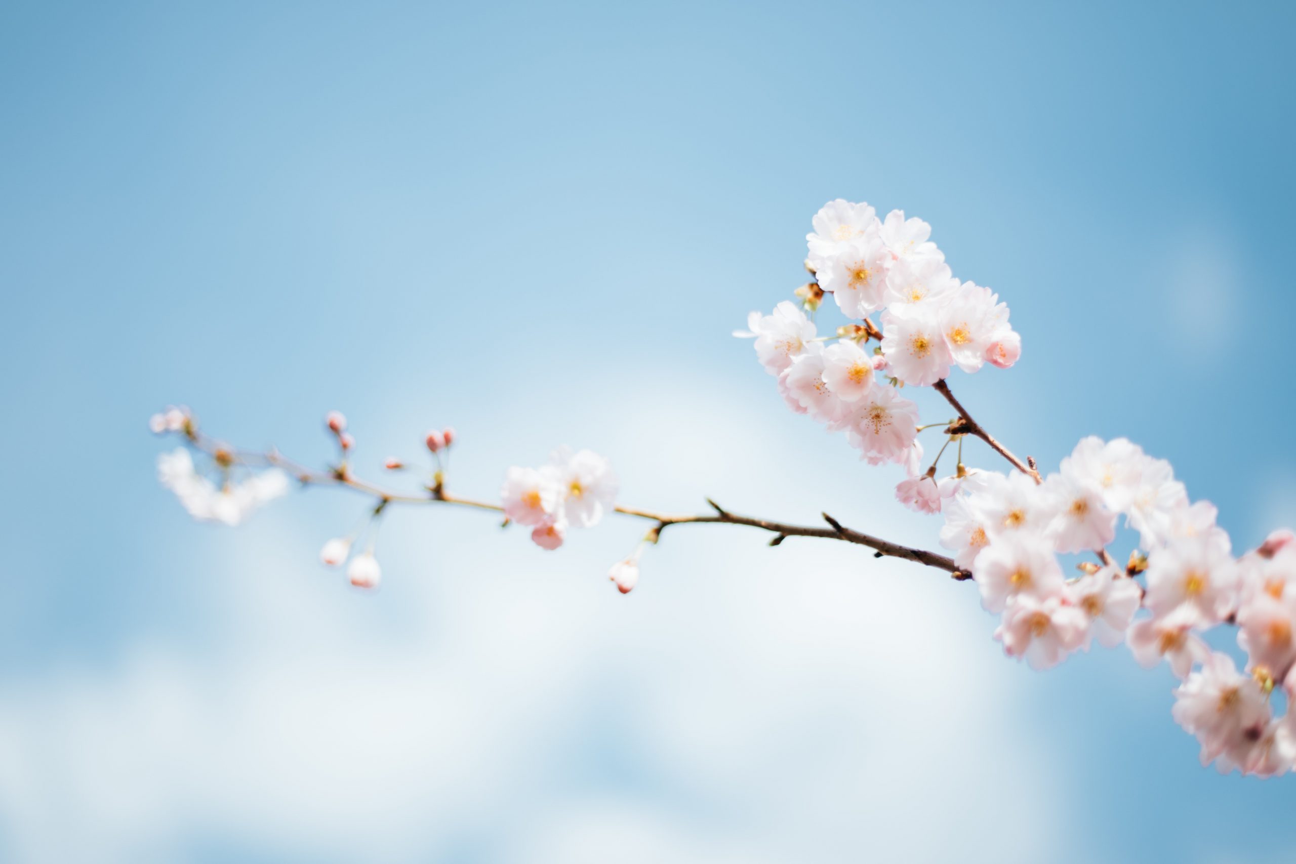 White Flower Wallpaper