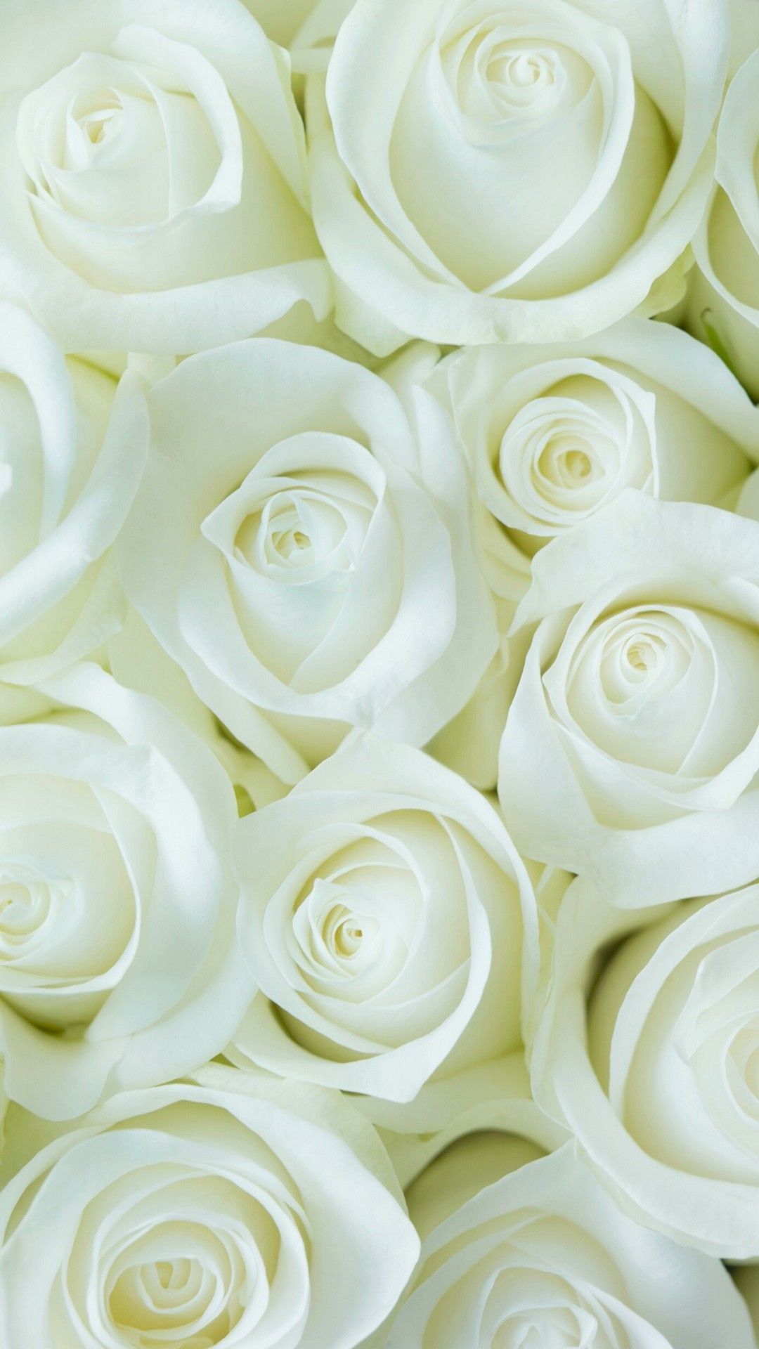 White Flower Wallpaper