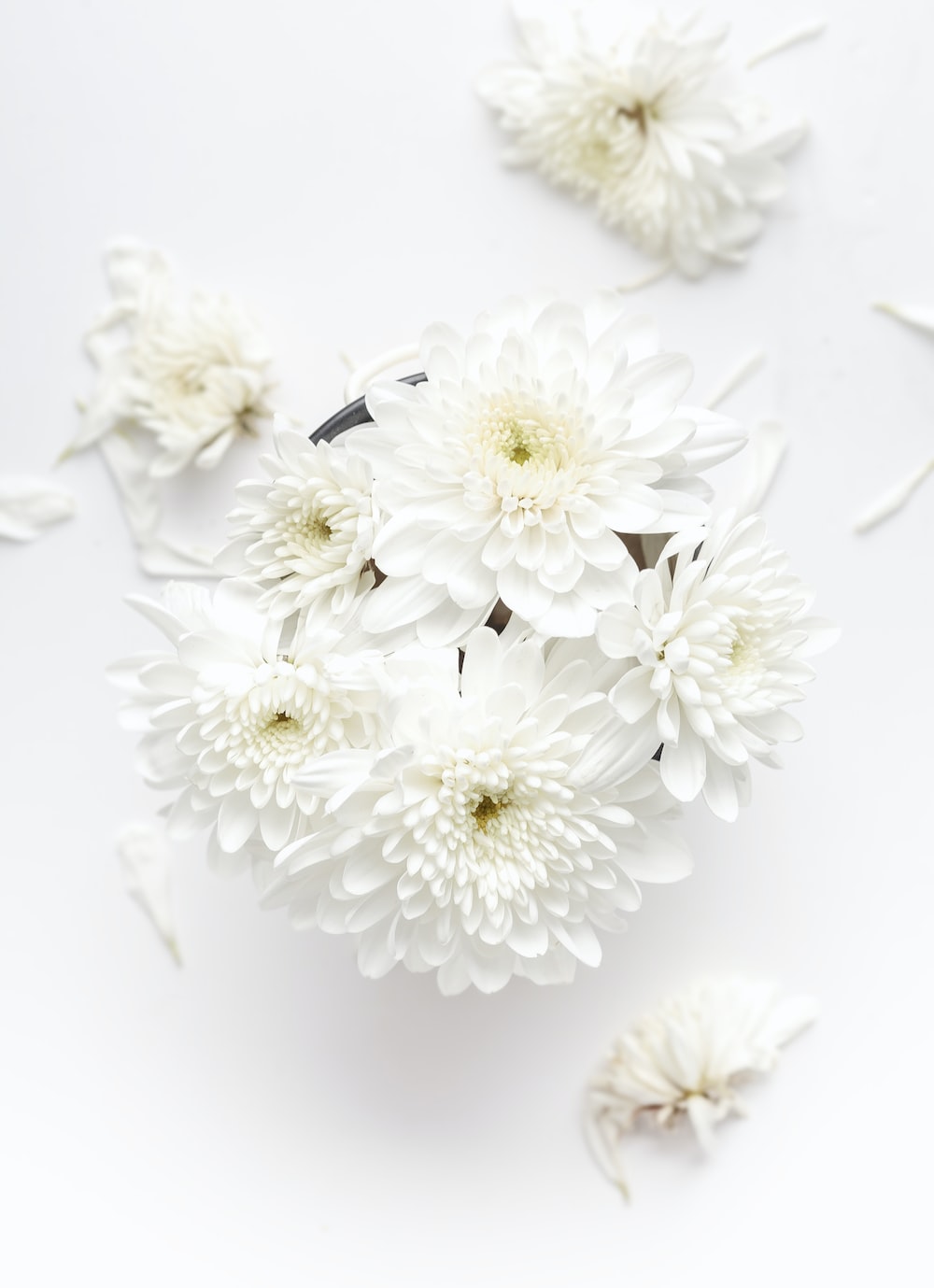 White Flower Wallpaper