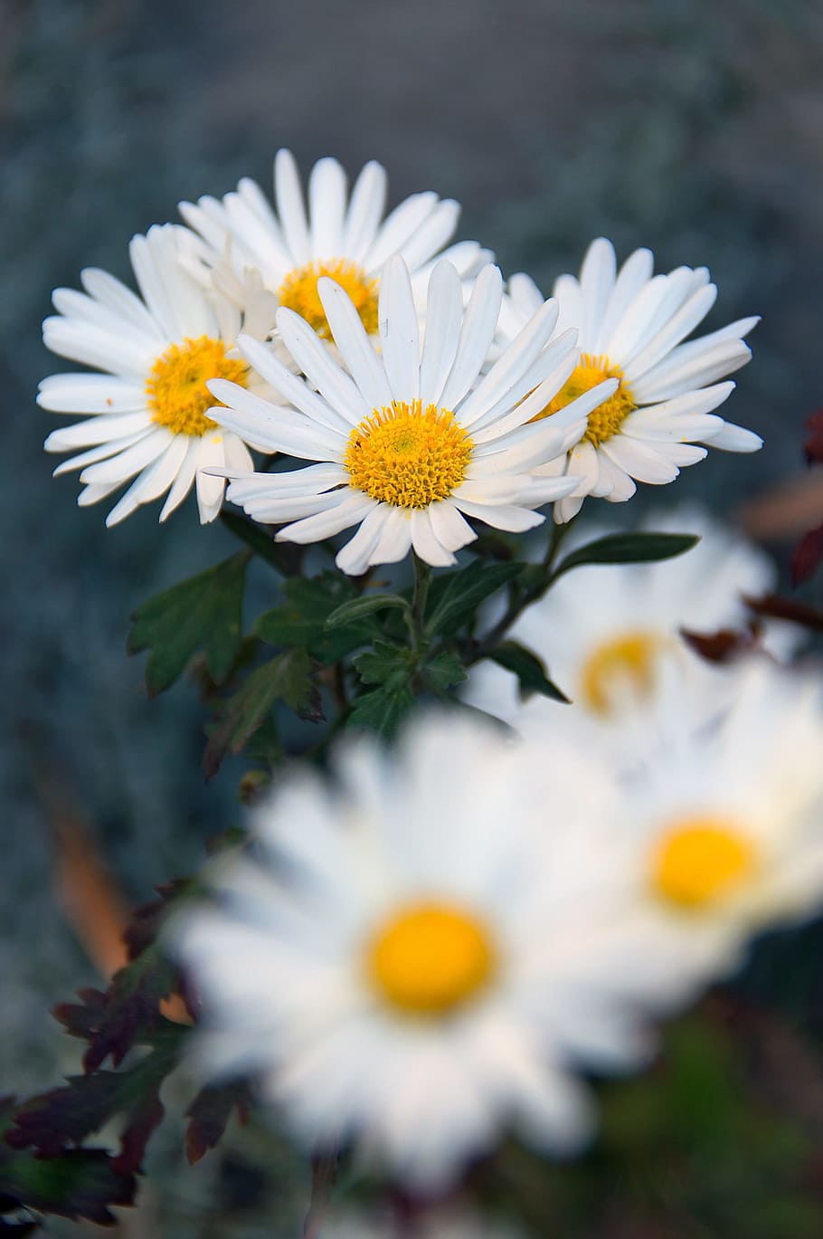 White Flower Wallpaper
