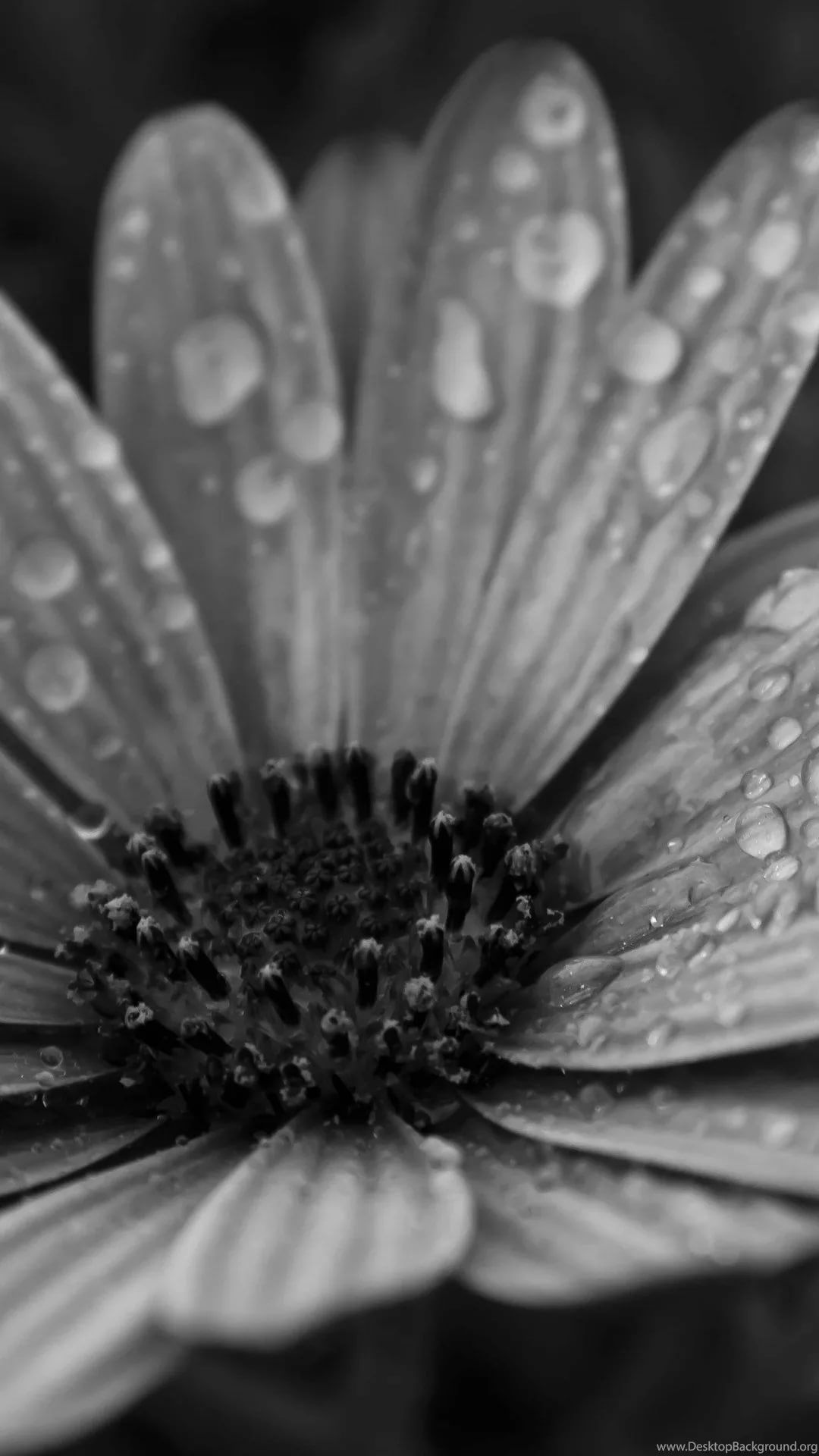 White Flower Wallpaper