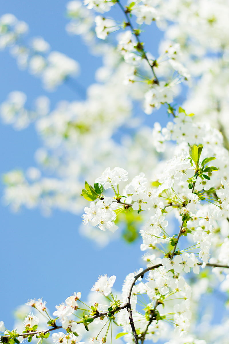 White Flower Wallpaper