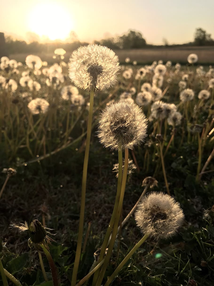 Dandelion Wallpaper