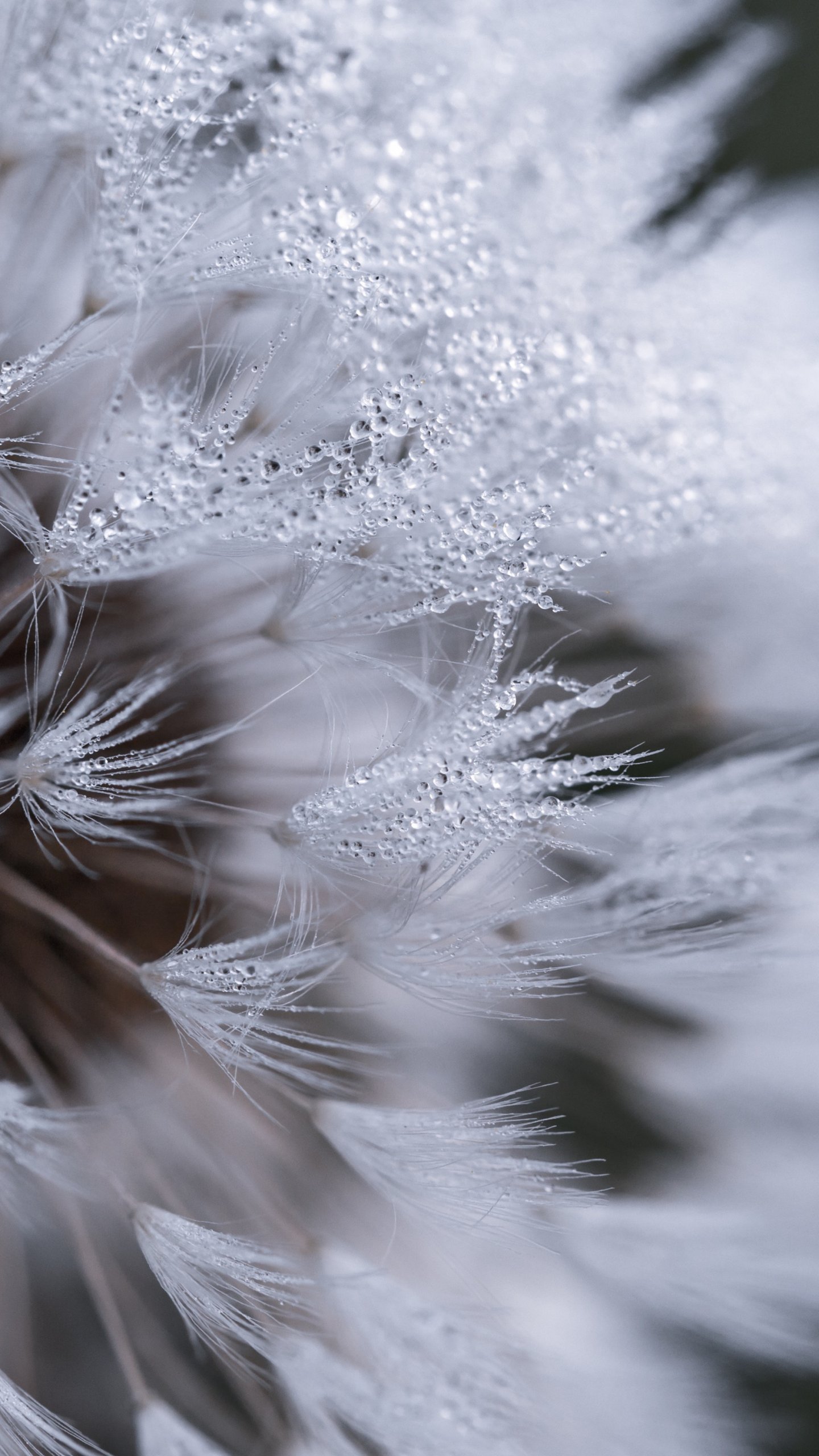 Dandelion Wallpaper