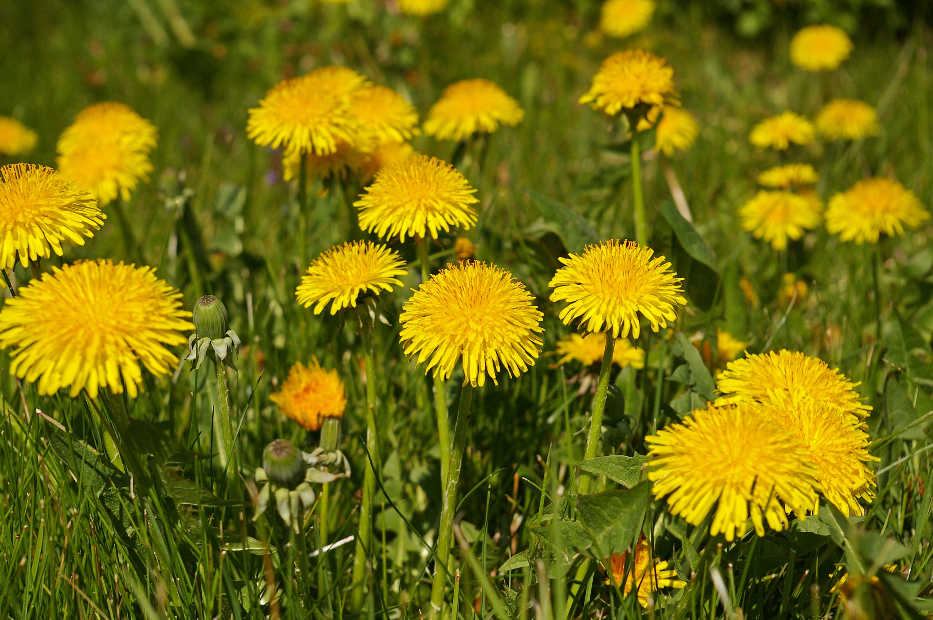 Dandelion Wallpaper