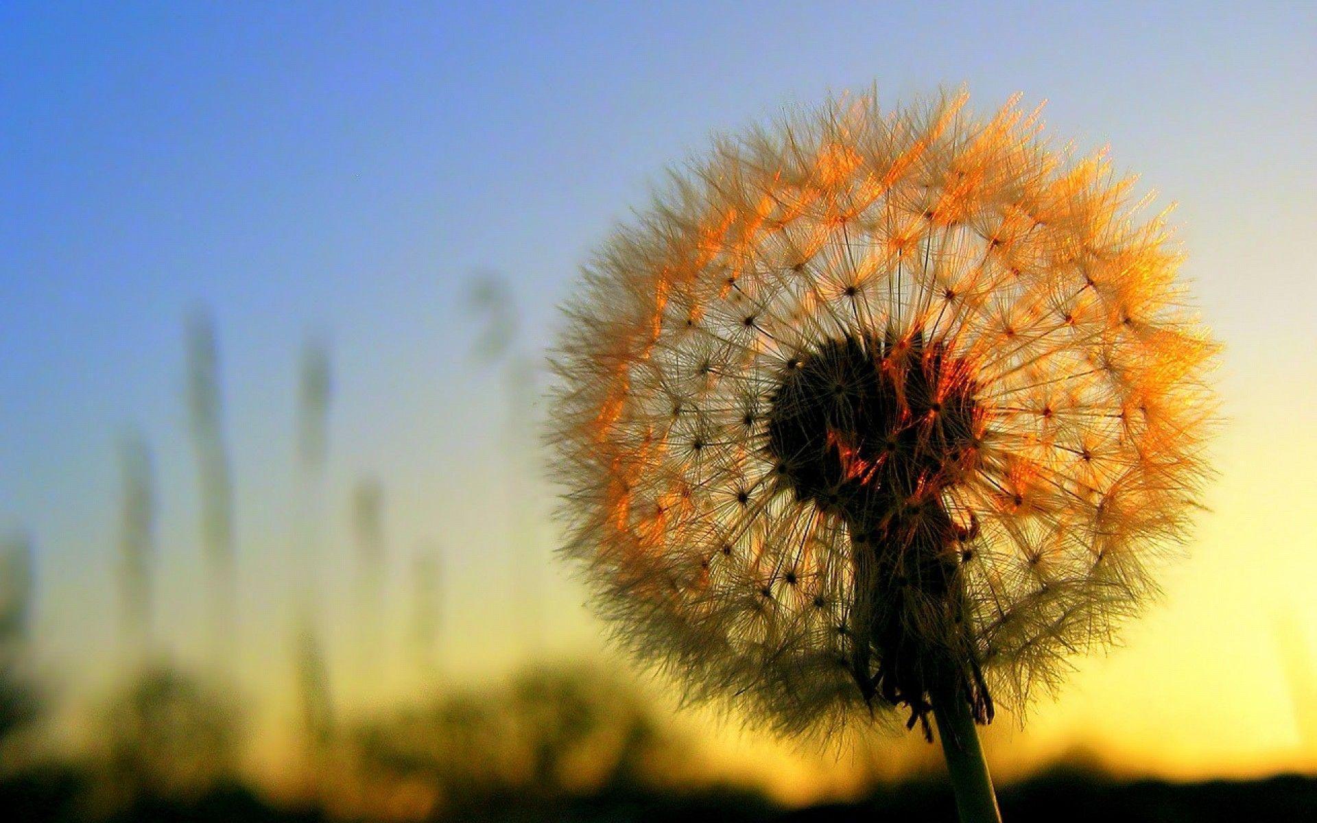 Dandelion Wallpaper