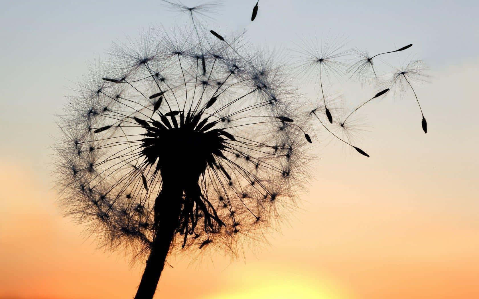 Dandelion Wallpaper