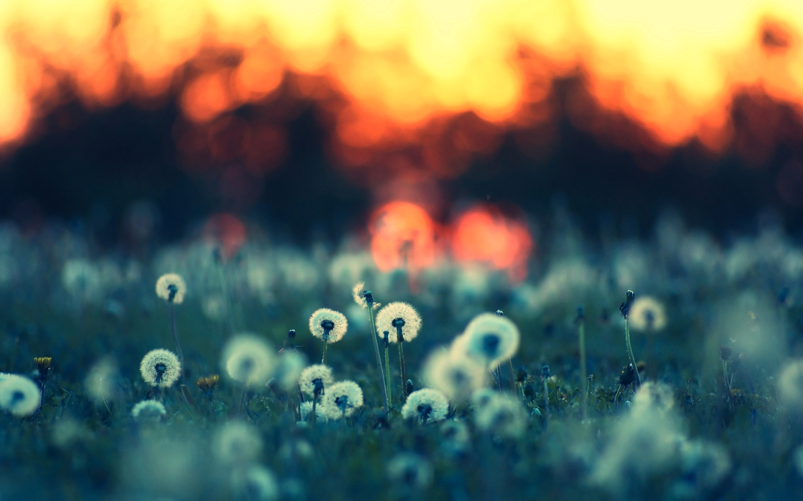 Dandelion Wallpaper